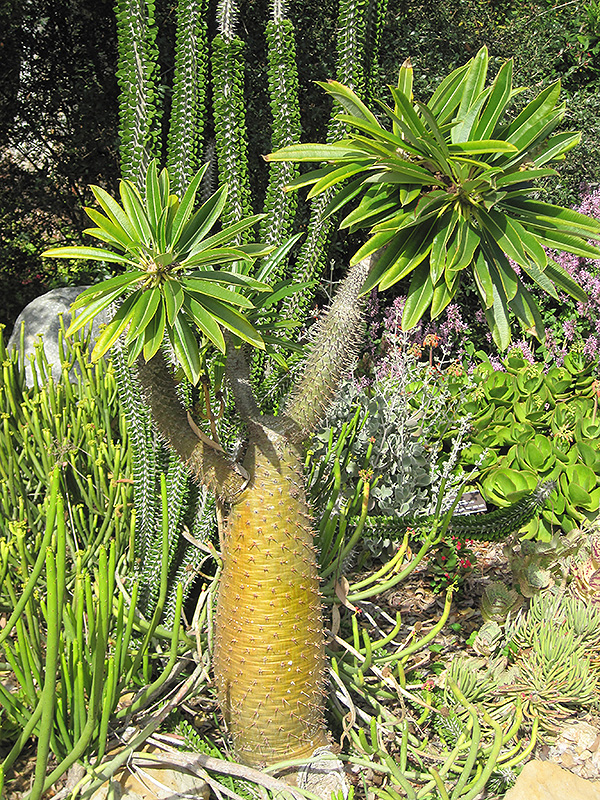 Madagascar Palm (Pachypodium lamerei) at Green Thumb Nursery