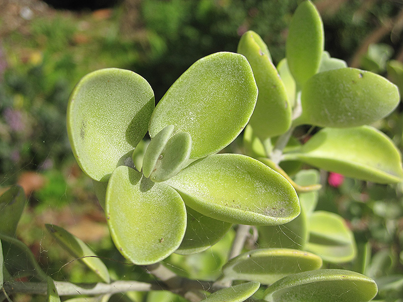 Silver Teaspoons (Kalanchoe bracteata) at Green Thumb Nursery