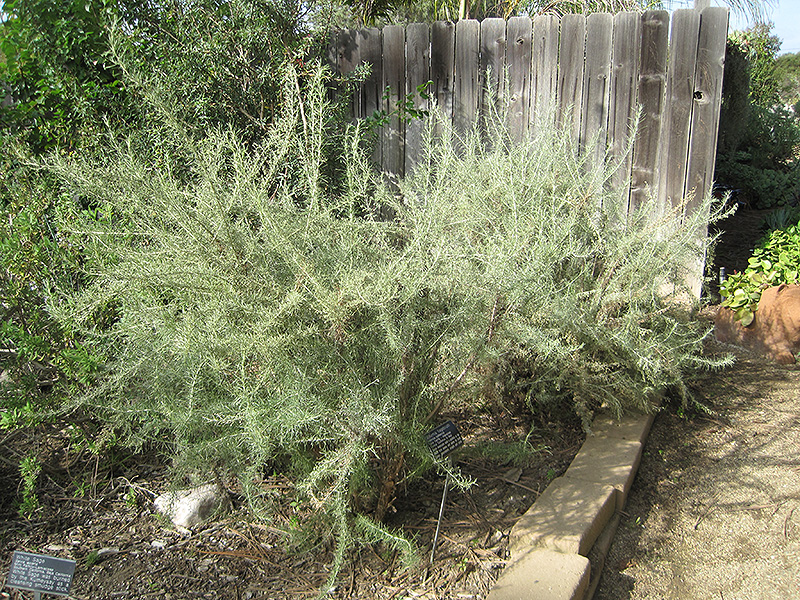 California Sagebrush (Artemisia californica) at Green Thumb Nursery