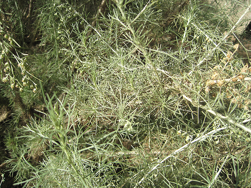California Sagebrush (Artemisia californica) at Green Thumb Nursery