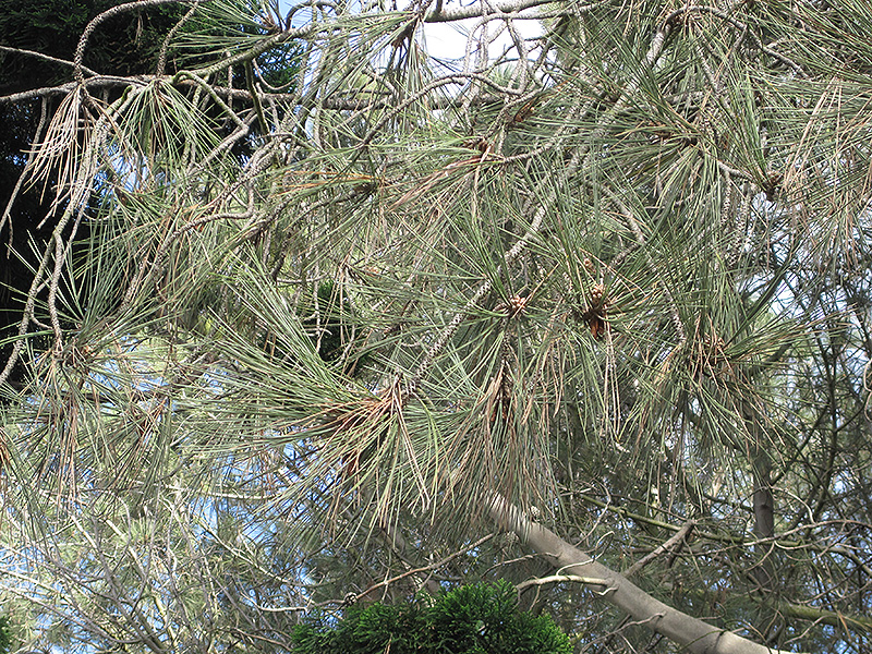 Torrey Pine (Pinus torreyana) at Green Thumb Nursery