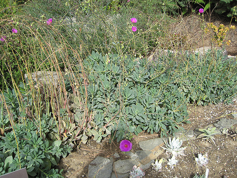 Rock Purslane (Calandrinia grandiflora) at Green Thumb Nursery