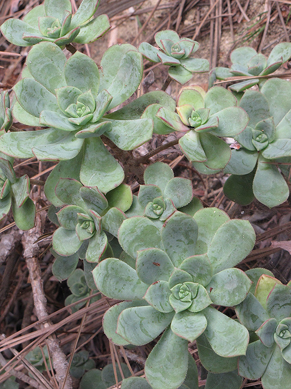 Pinwheel (Aeonium haworthii) at Green Thumb Nursery