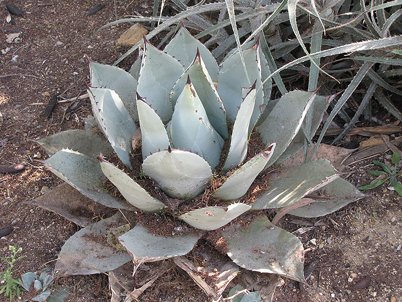 Parry's Agave (Agave parryi var. parryi) at Green Thumb Nursery