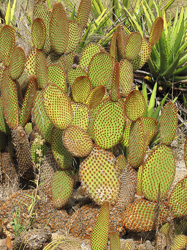 Cinnamon Cactus (Opuntia microdasys var. rufida) at Green Thumb Nursery
