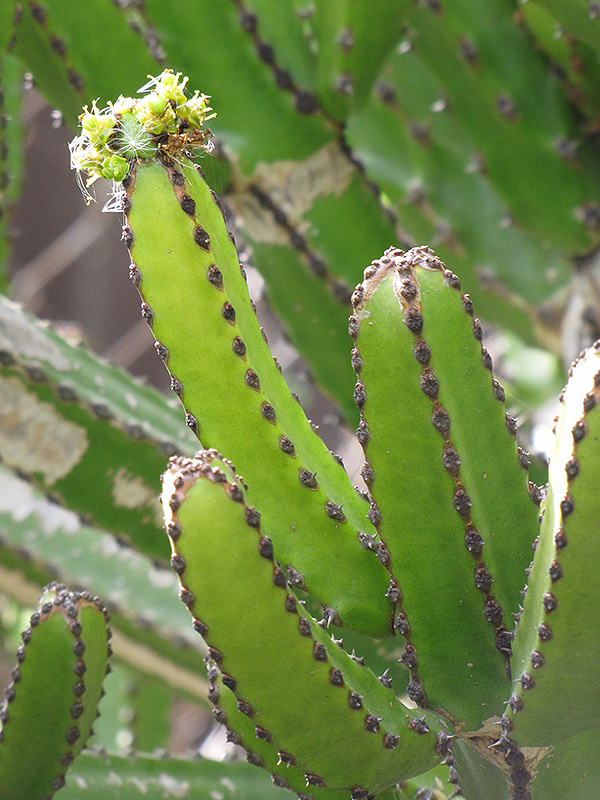 Naboom (Euphorbia tetragona) at Green Thumb Nursery
