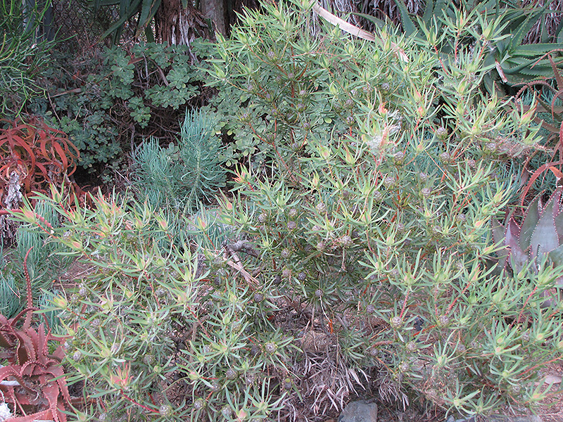 Galpin's Conebush (Leucadendron galpinii) at Green Thumb Nursery