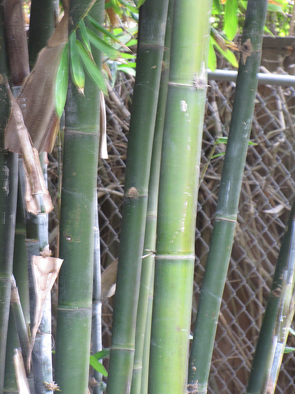 Giant Timber Bamboo (Bambusa oldhamii) at Green Thumb Nursery