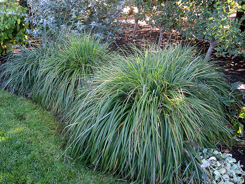 Moudry Fountain Grass (Pennisetum alopecuroides 'Moudry') at Green Thumb Nursery