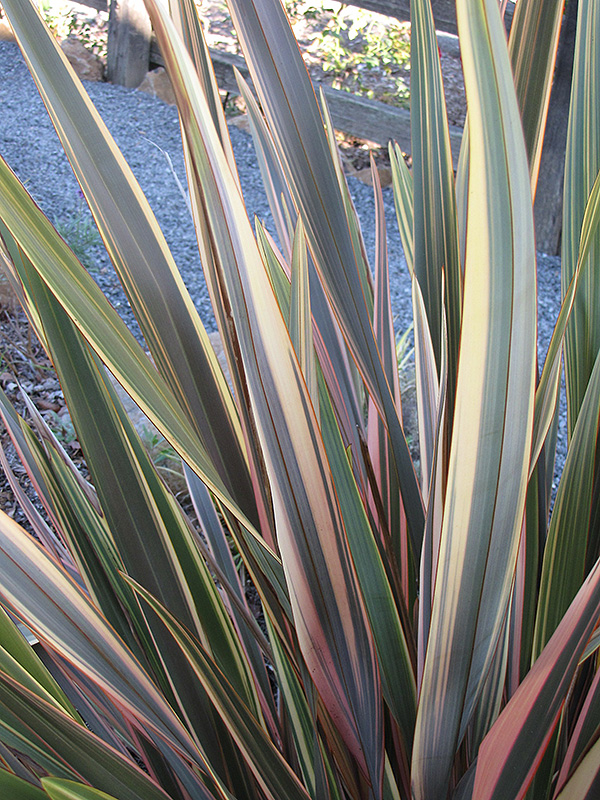 Rainbow Sunrise New Zealand Flax (Phormium tenax 'Rainbow Sunrise') at Green Thumb Nursery