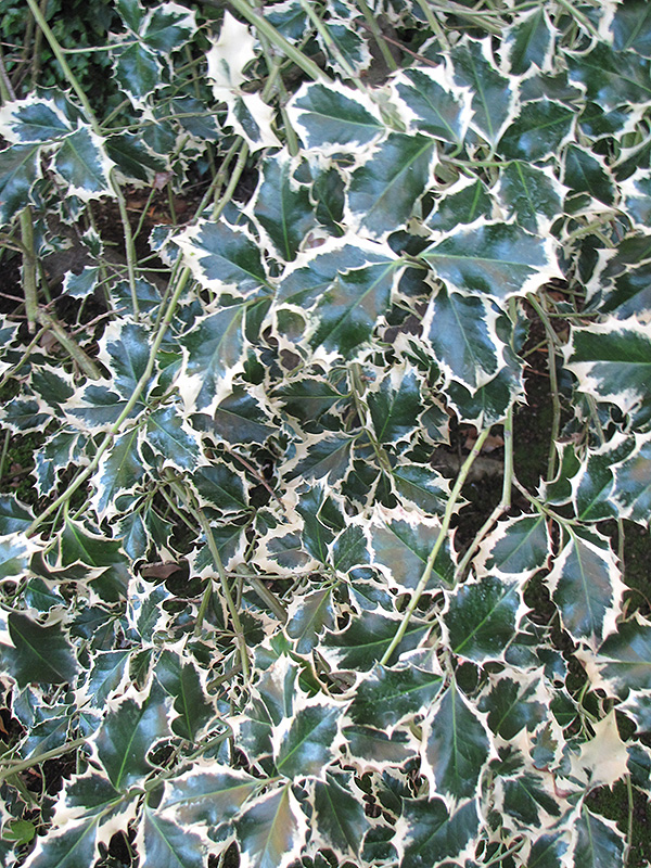 Variegated English Holly (Ilex aquifolium 'Variegata') at Green Thumb Nursery