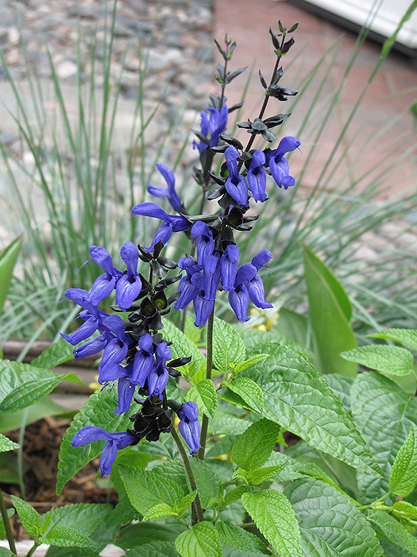 Black And Blue Anise Sage (Salvia guaranitica 'Black And Blue') at Green Thumb Nursery