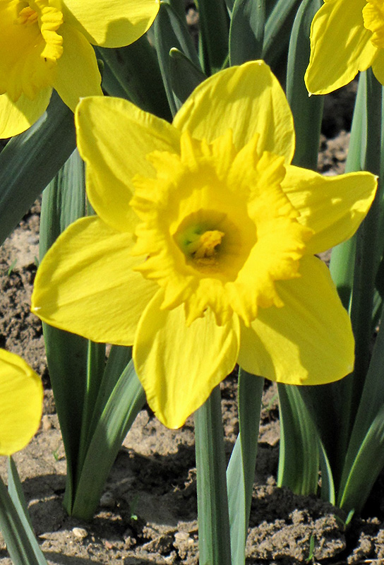 King Alfred Daffodil (Narcissus 'King Alfred') at Green Thumb Nursery
