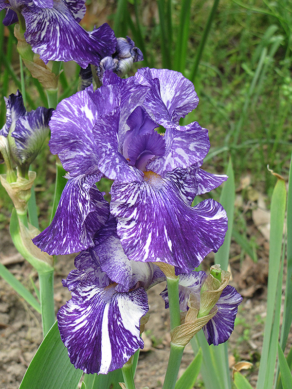 Batik Iris (Iris 'Batik') at Green Thumb Nursery