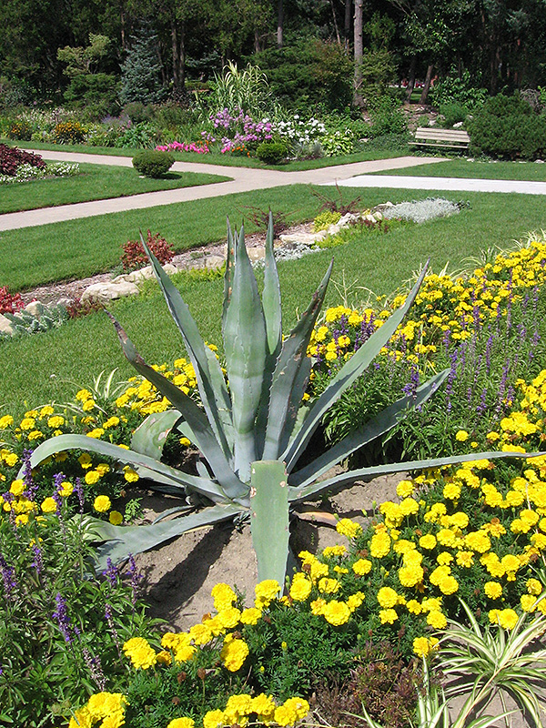 Tequila Agave (Agave tequilana) at Green Thumb Nursery