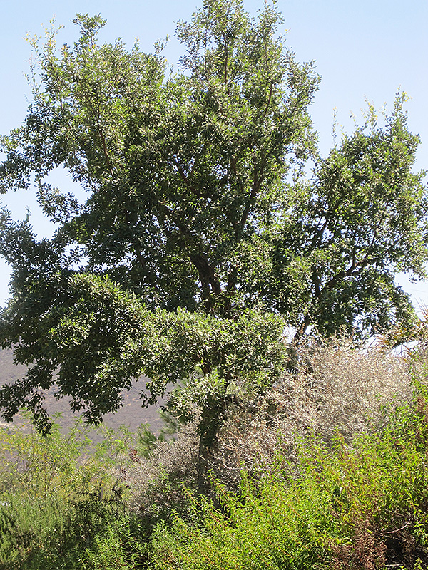 Cork Oak (Quercus suber) at Green Thumb Nursery