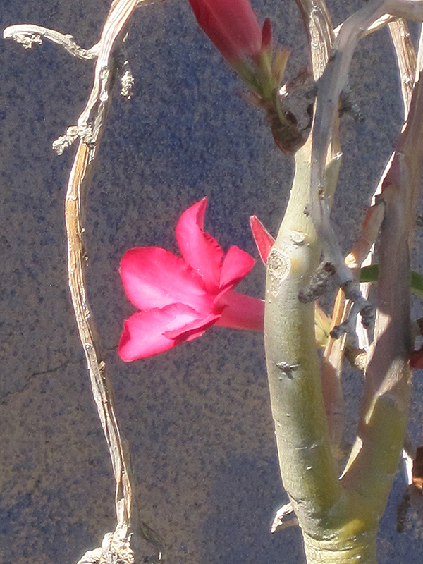 Desert Rose (Adenium obesum) at Green Thumb Nursery