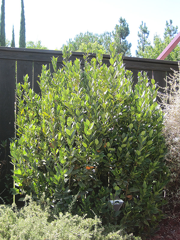 Sweet Bay (shrub form) (Laurus nobilis '(shrub form)') at Green Thumb Nursery