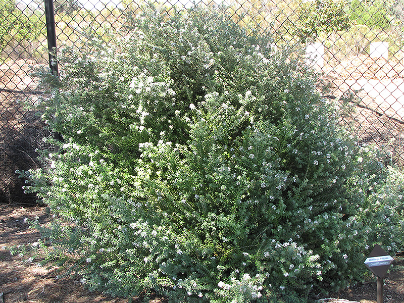 Coast Rosemary (Westringia fruticosa) at Green Thumb Nursery