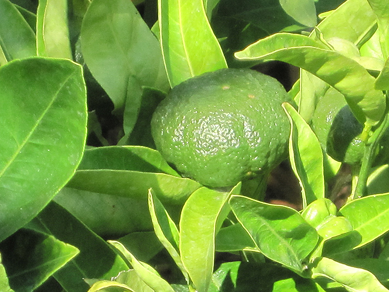 Gold Nugget Mandarin (Citrus reticulata 'Gold Nugget') at Green Thumb Nursery