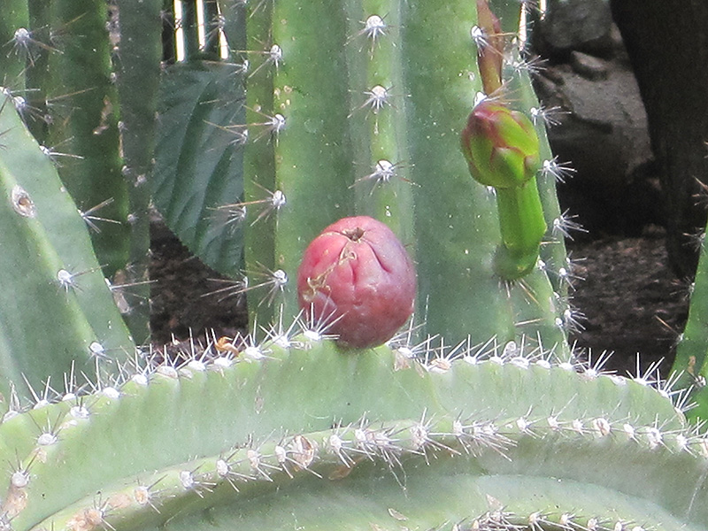 Peruvian Apple Cactus (Cereus peruvianus) at Green Thumb Nursery