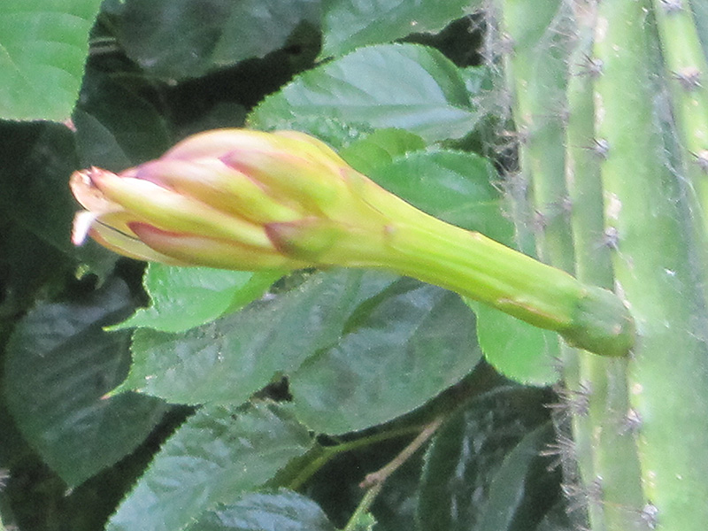 Peruvian Apple Cactus (Cereus peruvianus) at Green Thumb Nursery