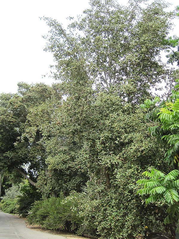 Primrose Tree (Lagunaria patersonia) at Green Thumb Nursery