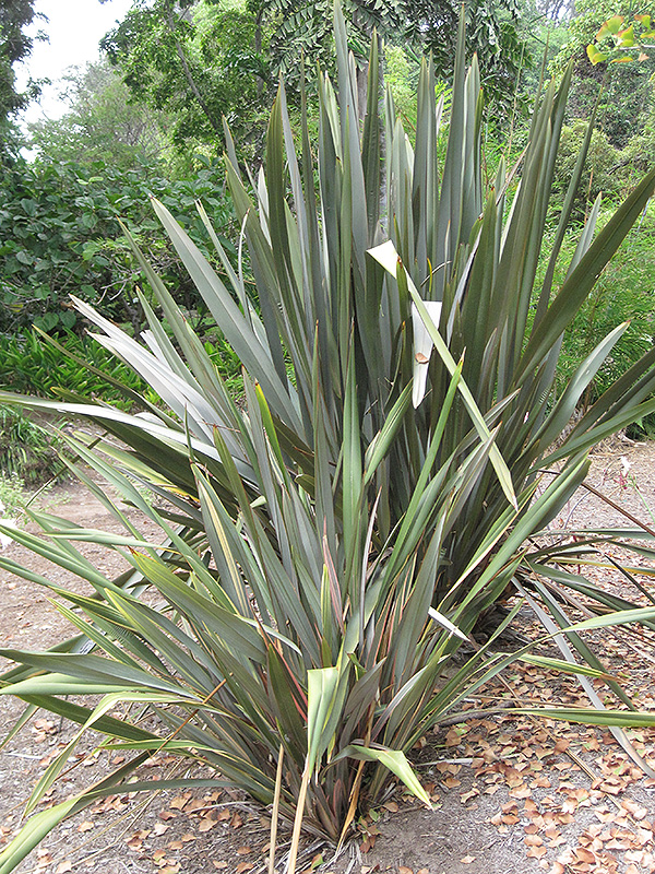 Rubra New Zealand Flax (Phormium tenax 'Rubra') at Green Thumb Nursery