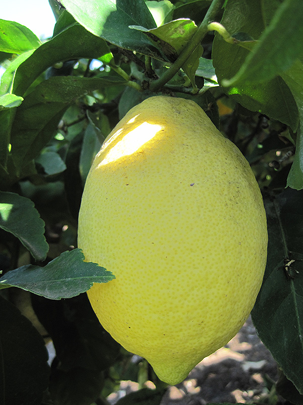Lemon (Citrus limon) at Green Thumb Nursery