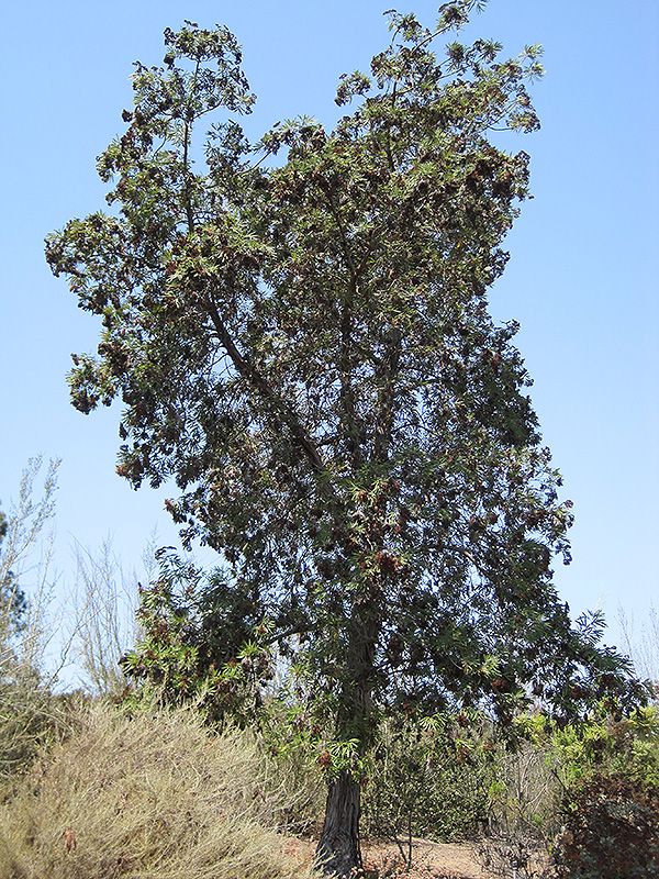 Santa Cruz Island Ironwood (Lyonothamnus floribundus ssp. aspleniifolius) at Green Thumb Nursery