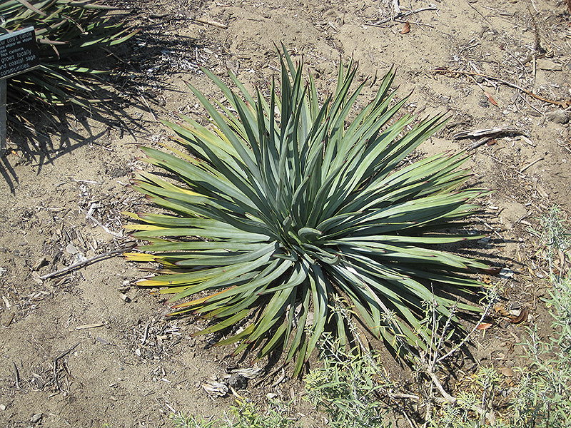 Chaparral Yucca (Hesperoyucca whipplei) at Green Thumb Nursery