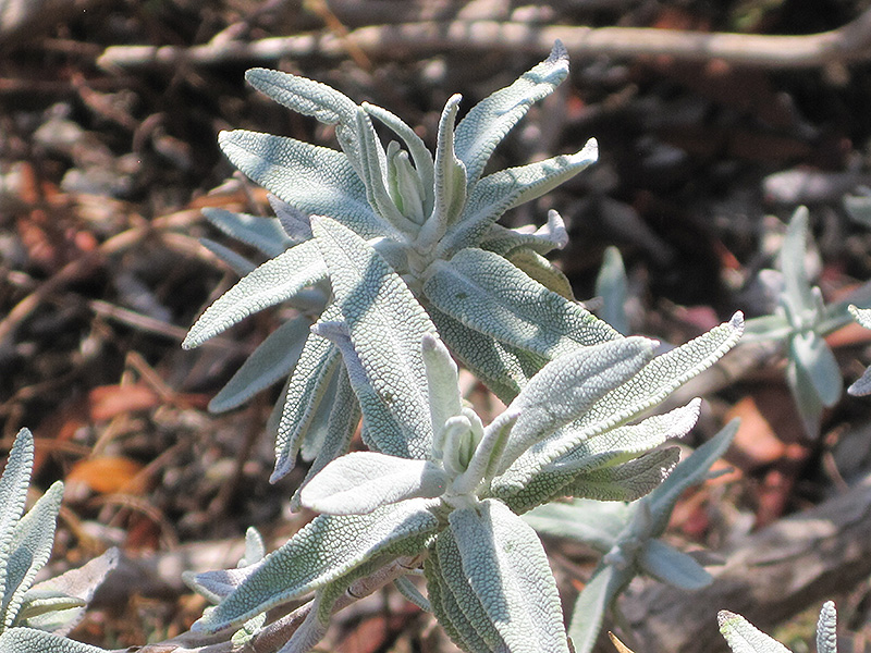 Purple Sage (Salvia leucophylla) at Green Thumb Nursery