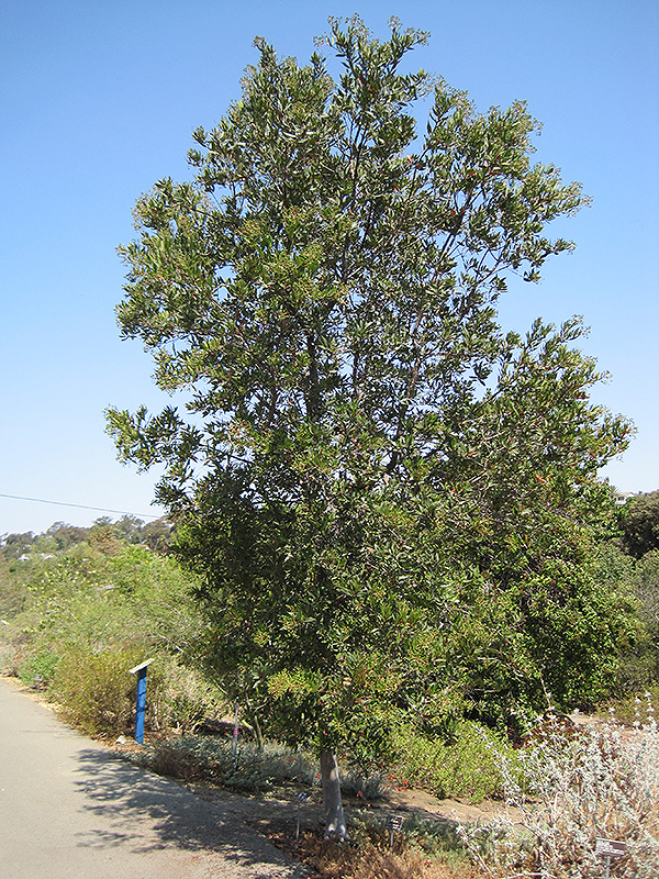 Tonyon (Heteromeles arbutifolia) at Green Thumb Nursery