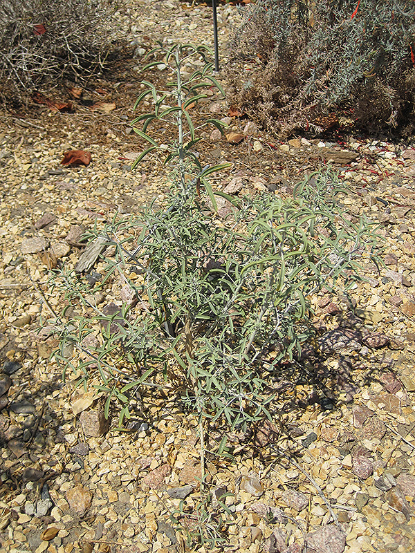 Desert Lavender (Hyptis emoryi) at Green Thumb Nursery
