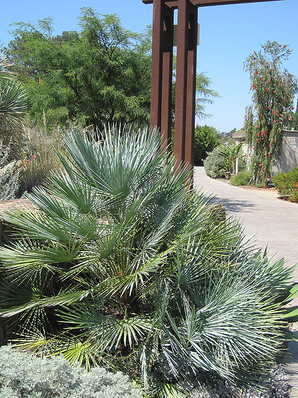 Blue Mediterranean Fan Palm (Chamaerops humilis var. cerifera) at Green Thumb Nursery