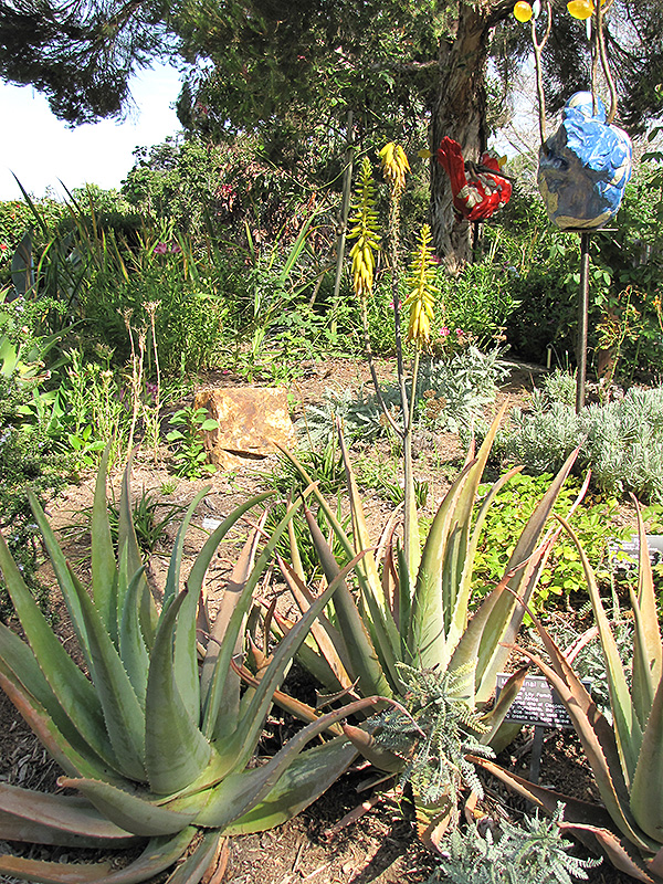 Aloe Vera Barbadensis (Aloe vera 'Barbadensis') at Green Thumb Nursery