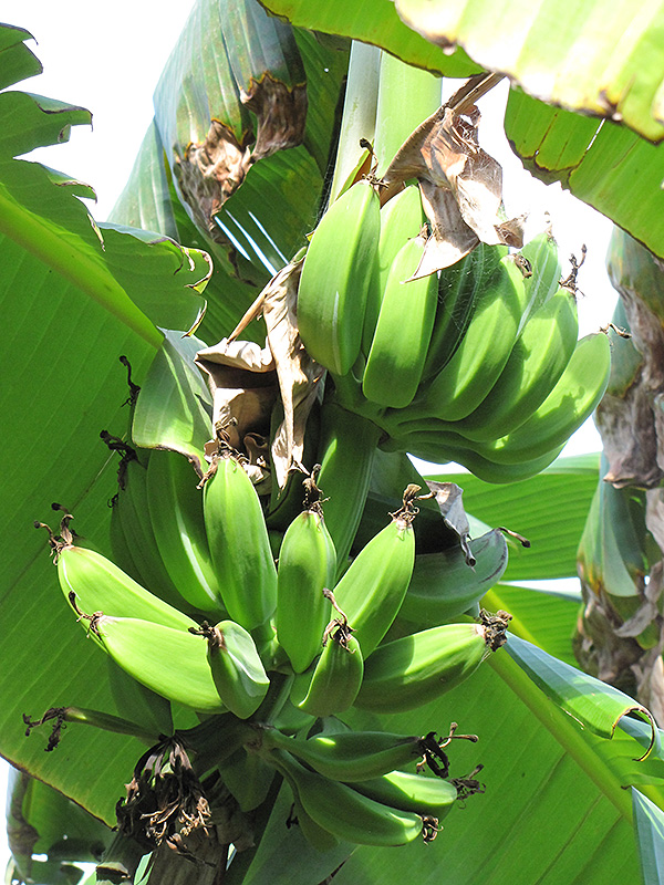 Orinoco Banana (Musa 'Orinoco') at Green Thumb Nursery