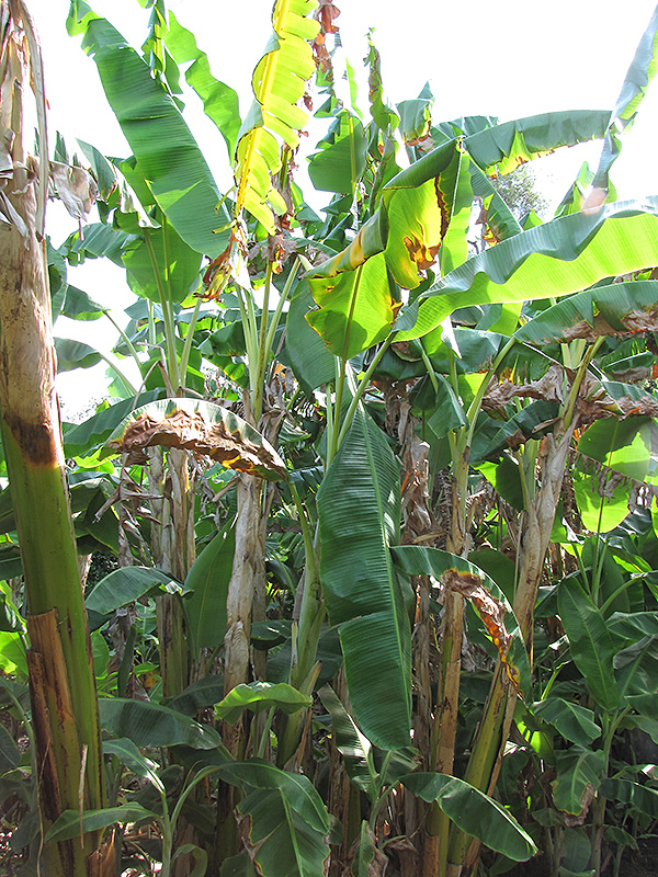 Orinoco Banana (Musa 'Orinoco') at Green Thumb Nursery