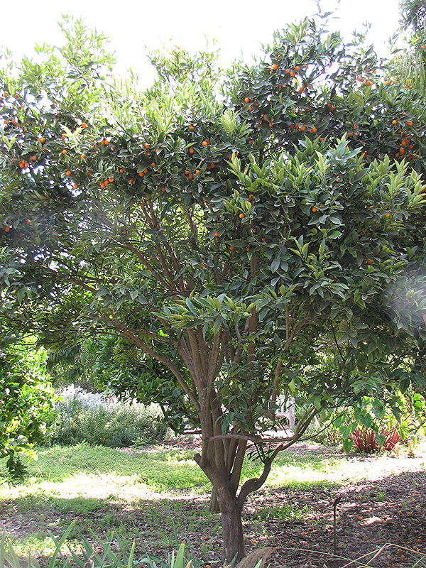 Oval Kumquat (Fortunella margarita) at Green Thumb Nursery