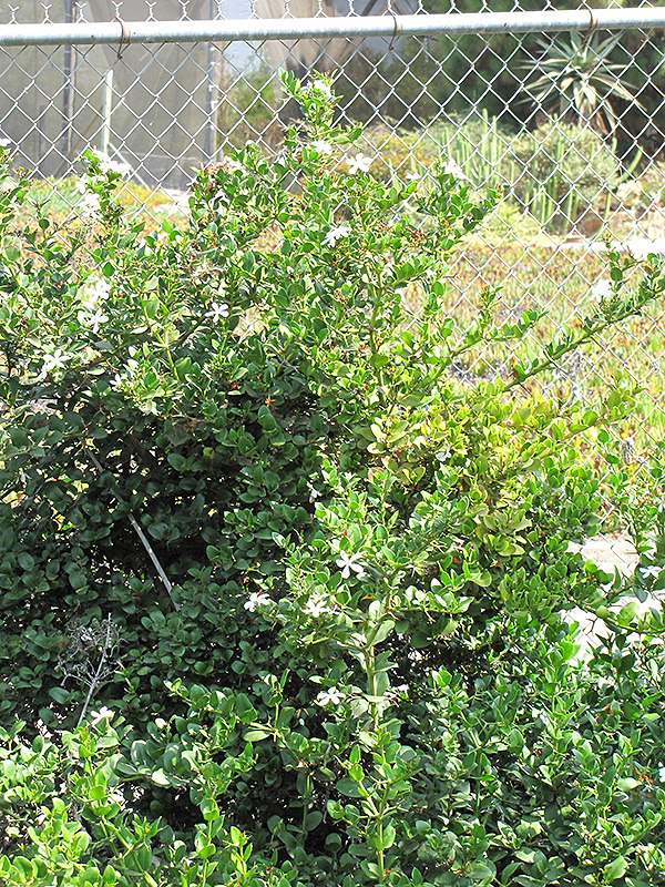 Kishu Mandarin (Citrus reticulata 'Kishu') at Green Thumb Nursery