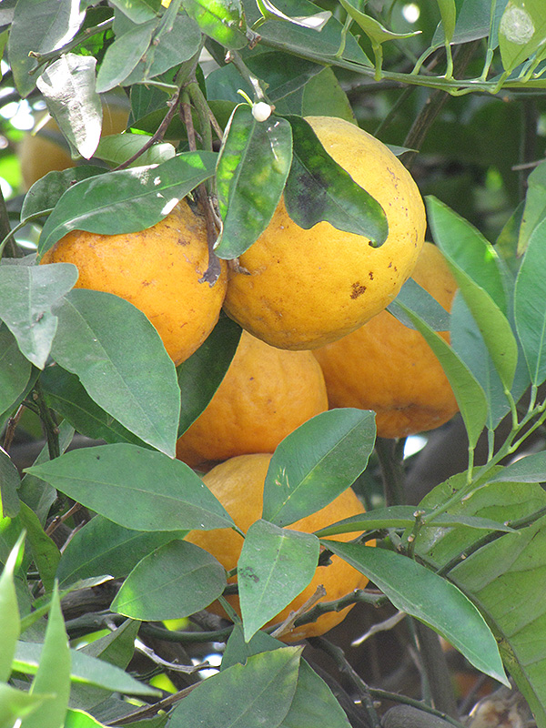 Tangor (Citrus reticulata x sinensis) at Green Thumb Nursery