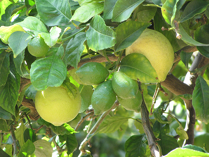 Eureka Lemon (Citrus limon 'Eureka') at Green Thumb Nursery