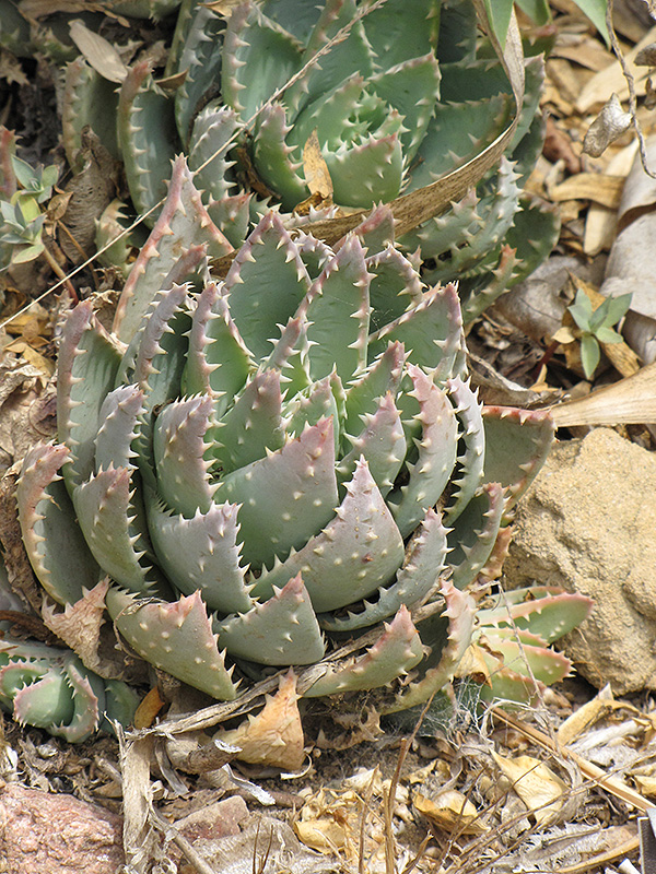 Short-leaved Aloe (Aloe brevifolia) at Green Thumb Nursery
