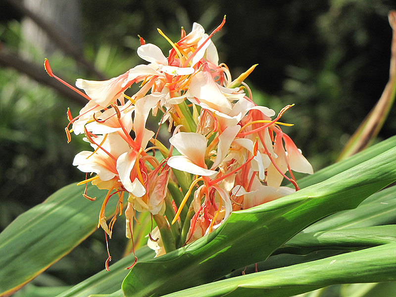White Butterfly Ginger Lily (Hedychium coronarium) at Green Thumb Nursery