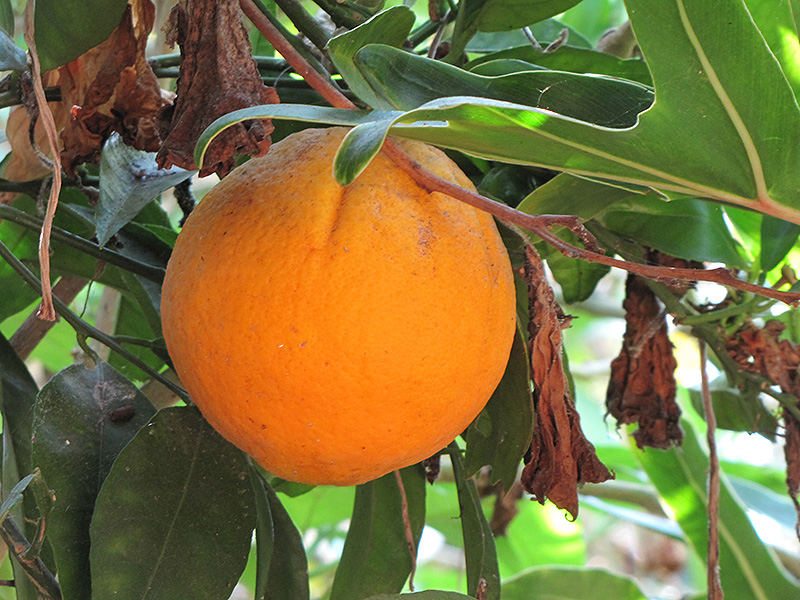 Cara Cara Navel Orange (Citrus sinensis 'Cara Cara') at Green Thumb Nursery