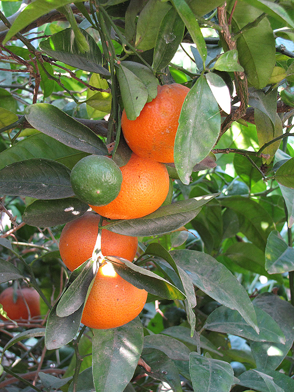 Honey Tangerine (Citrus reticulata 'Honey') at Green Thumb Nursery