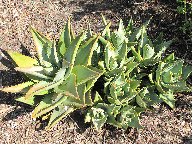 Jeweled Aloe (Aloe distans) at Green Thumb Nursery