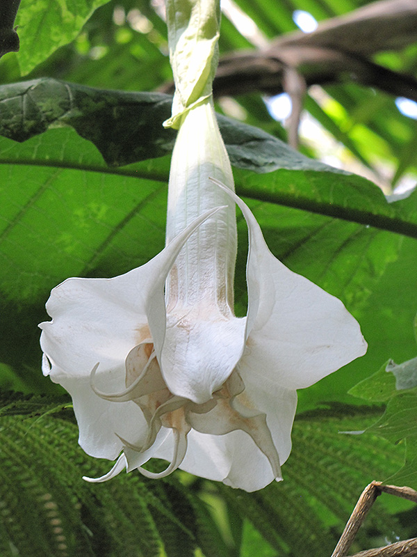 Double White Angel's Trumpet (Brugmansia x candida 'Double White') at Green Thumb Nursery