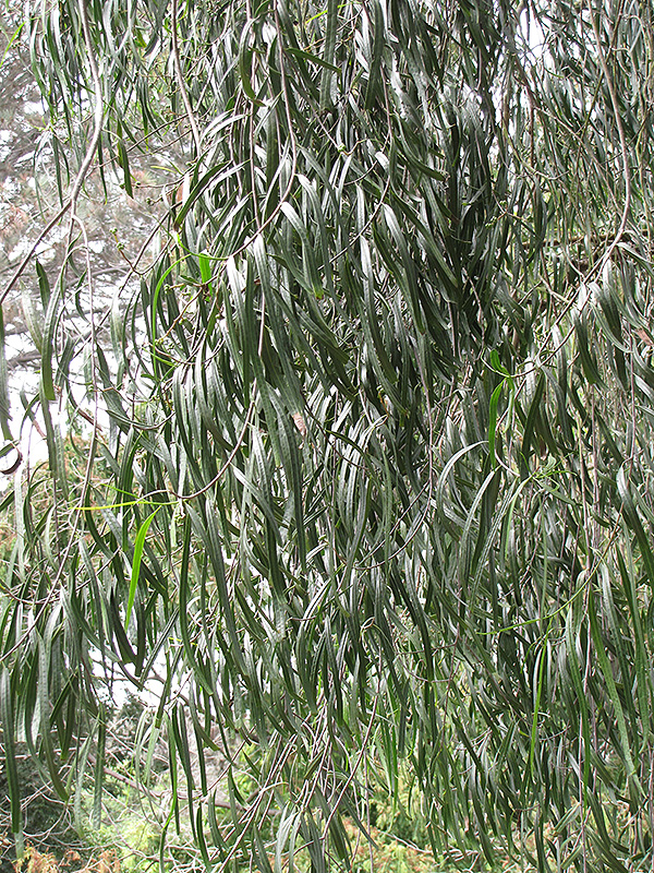 Australian Willow (Geijera parviflora) at Green Thumb Nursery
