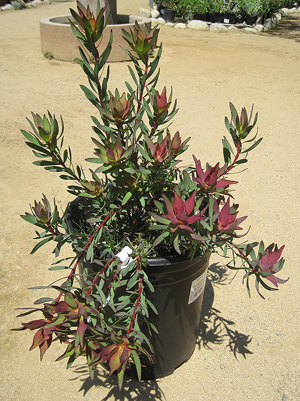 Blush Conebush (Leucadendron salignum 'Blush') at Green Thumb Nursery